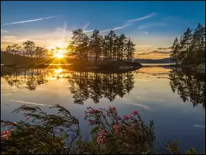 Norwegia, Drzewa, Wschód Słońca, Jezioro