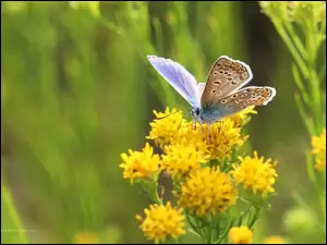Motyl, Kwiaty, Modraszek, Owad