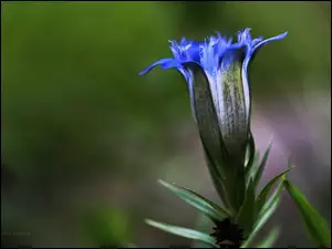 Goryczka, Niebieski, Kwiat