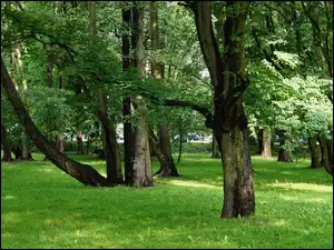 Park, Zieleń, Drzewa, Trawnik