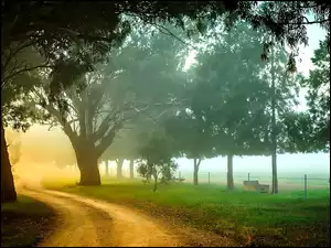 Droga, Słońce, Drzewa, Przebijające