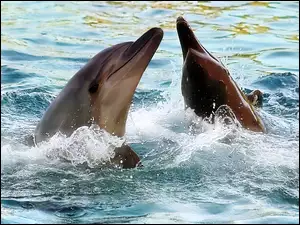 Delfiny, Woda