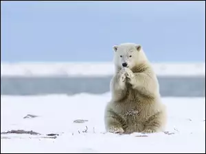 Polarny, Arktyka, Niedźwiedź
