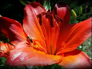 Pszczoła, Pomarańczowa, Lilia