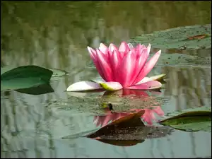 Przyroda, Różowa, Kwiat, Lilia wodna