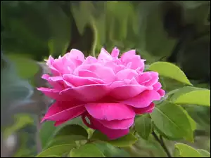 Liście, Różowa, Róża