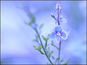 Kwiat, Przetacznik, Niebieski