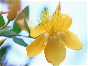 Dziurawiec Hidcote, Krzew, Żółte, Kwiaty