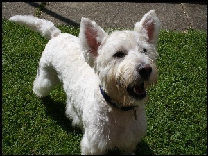 trawa, West Highland White Terrier, zielona