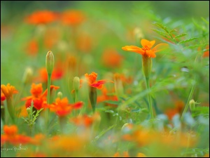 Kwiaty, Aksamitki, Pomarańczowe