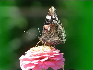 Motyl, Rusałka Admirał