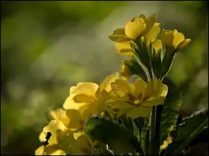 Pierwiosnek, Żółte, Kwiaty