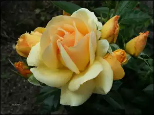 Pączki, Kwiat, Pomarańczowa, Żółto, Róża