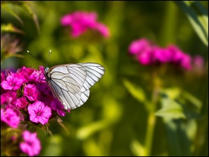 Goździk, Motyl, Kwiat