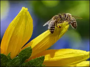 Makro, Pszczoły, Płatki, Żółte, Kwiatu