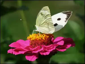 Motyl, Cynia, Bielinek, Kwiat