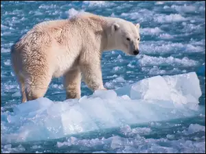 Kra, Niedźwiedź, Polarny