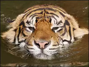 Woda, Tygrys, Głowa