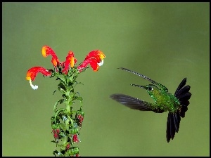 Ptak, Kwiat