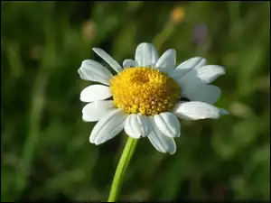 Stokrotka, Przyroda, Kwiat