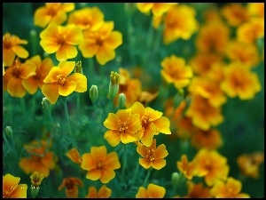 Kwiaty, Aksamitki, Żółte
