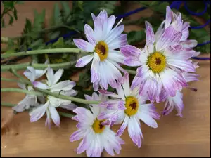 Margerytki, Deska, Dwukolorowe, Kwiaty