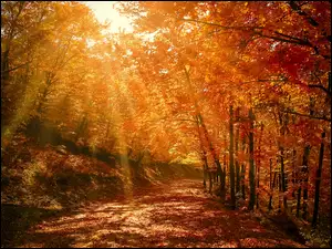 Promieni, Przebijające, Las, Jesień, Słonecznych, Droga, Światło