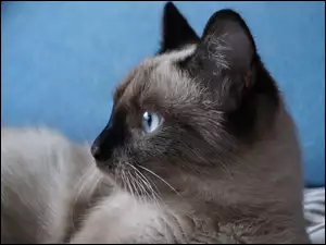 Oczy, Kot, Niebieskie