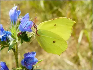 Niebieskie, Motyl, Listkowiec cytrynek, Bielinek, Kwiaty