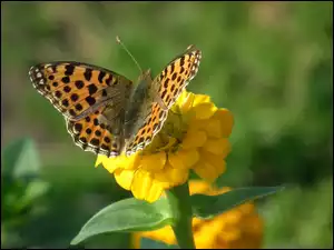 Motyl, Cynia, Perłowiec malinowiec, Kwiat