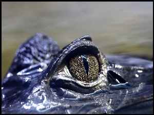 Krokodyle oko