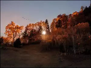 Przebijające się światło przez jesienny las