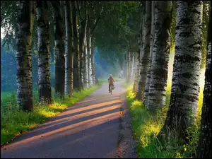 Wschodzące słońce wita rowerzystę jadącego leśną aleją