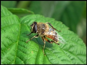 Pszczoła na liściu maliny