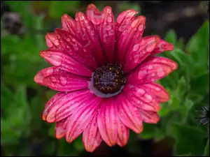 Kwiat pokryty kroplami deszczu
