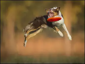 Pies w podskoku za latającym dyskiem frisbee