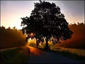 Droga, Mgła, Drzewo, Świt