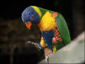 Kolorowa papuga Lorysa górska