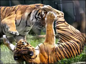 Wesoła zabawa tygrysków