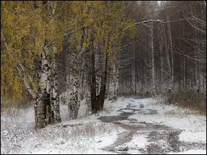 Dróżka w brzozowym lesie zimą