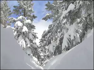 Zaspy śniegu wśród drzew