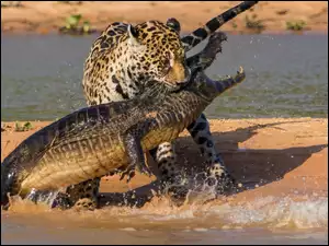 Walka krokodyla z gepardem nad wodą