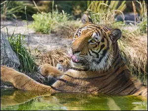 Zadowolony tygrys w kąpieli