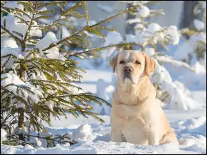 Labrador retriever na śniegu przy drzewie
