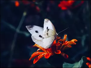 Kwiatek, Motyl, Bielinek