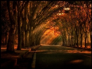 Tunel wśród jesiennych drzew w promykach przebijającego słońca