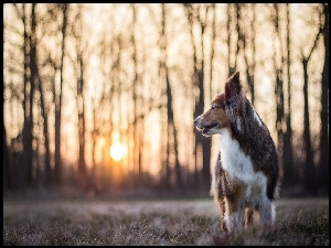 Pies spogląda na zachodzące słońce przemykające pomiędzy drzewami