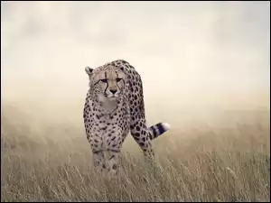 Gepard w trawie na tropie ofiary