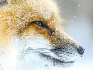 Śnieg prószy pyszczek liska