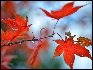 Gałązka kolorowych jesiennych liści z kropelkami